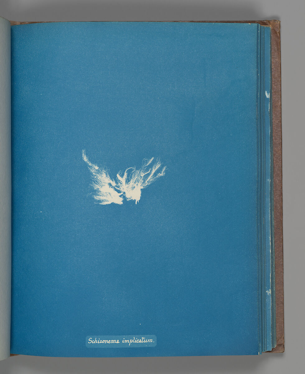 Schizonema implicatum, Anna Atkins (British, 1799–1871), Cyanotype 