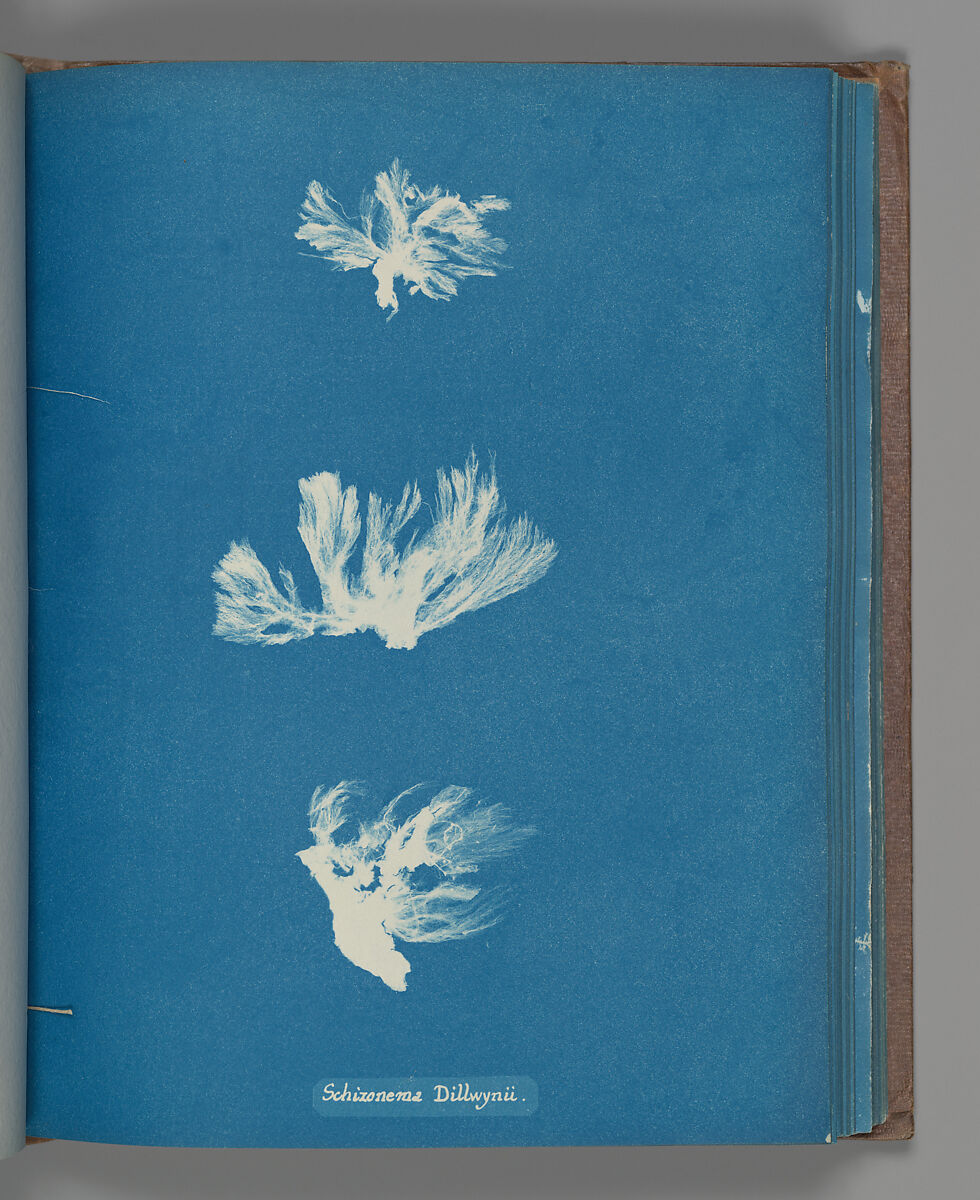 Schizonema Dillwynii, Anna Atkins (British, 1799–1871), Cyanotype 