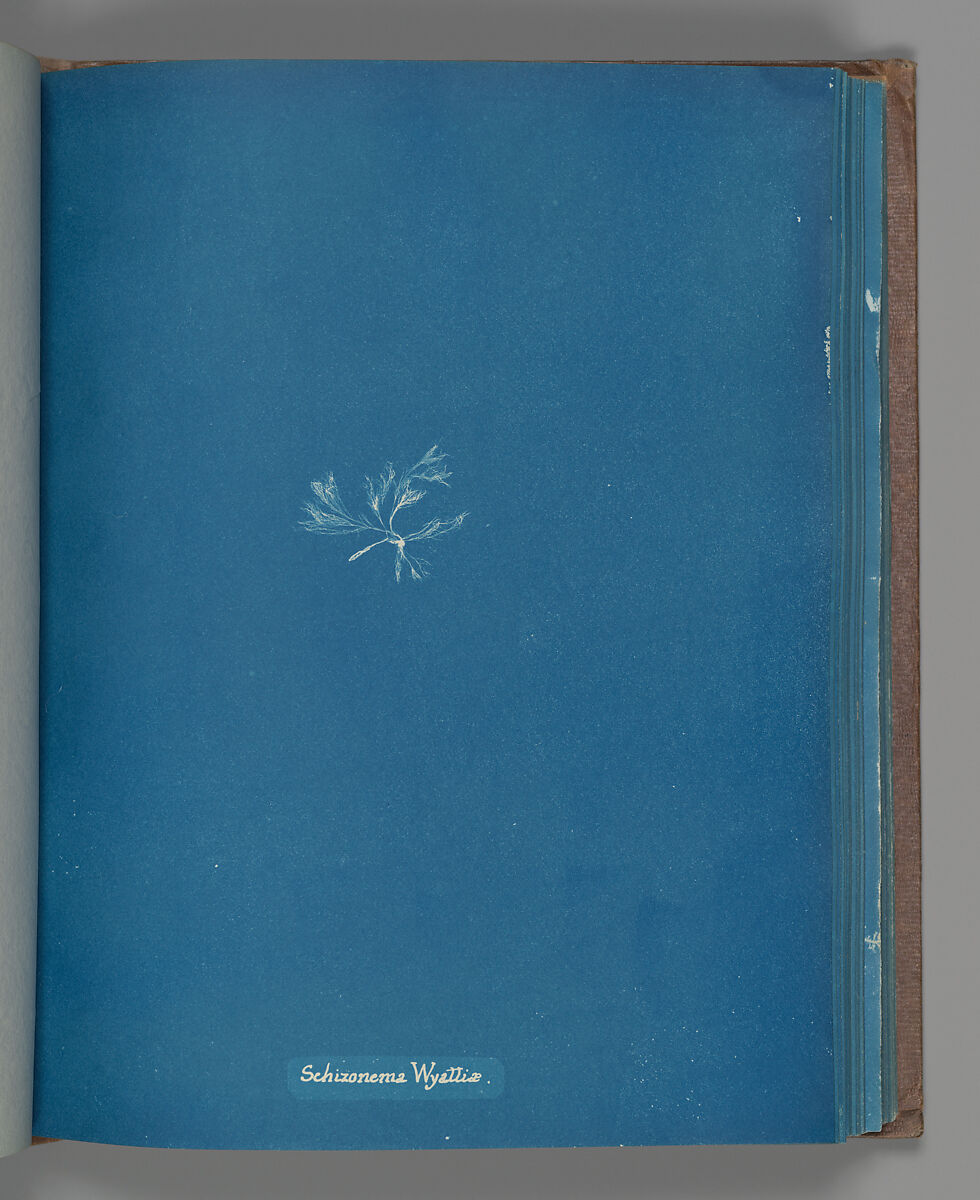 Schizonema Wyattiæ, Anna Atkins (British, 1799–1871), Cyanotype 