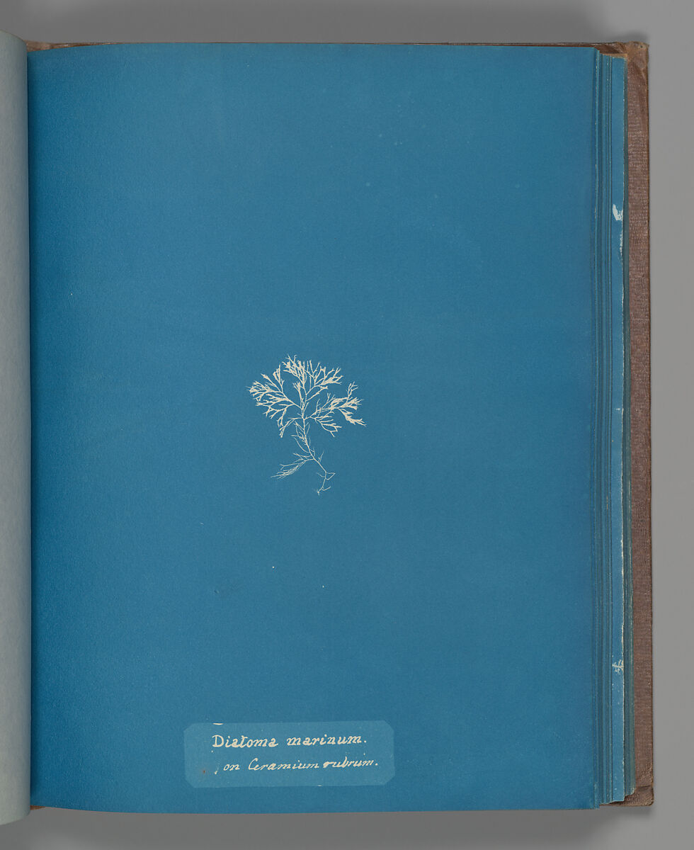 Diatoma marinum on Ceramium rubrum, Anna Atkins (British, 1799–1871), Cyanotype 