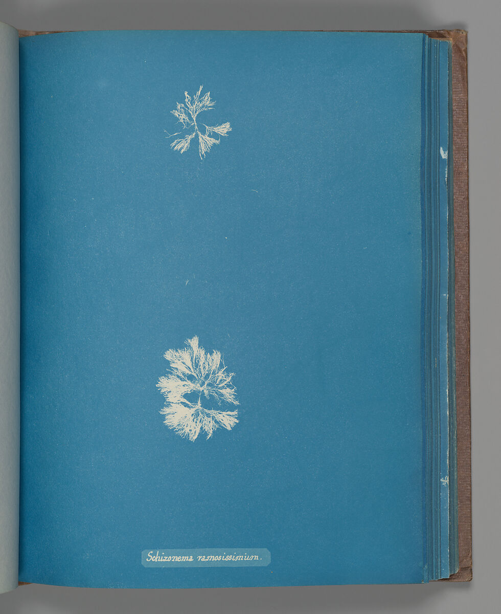 Schizonema ramosissimium, Anna Atkins (British, 1799–1871), Cyanotype 
