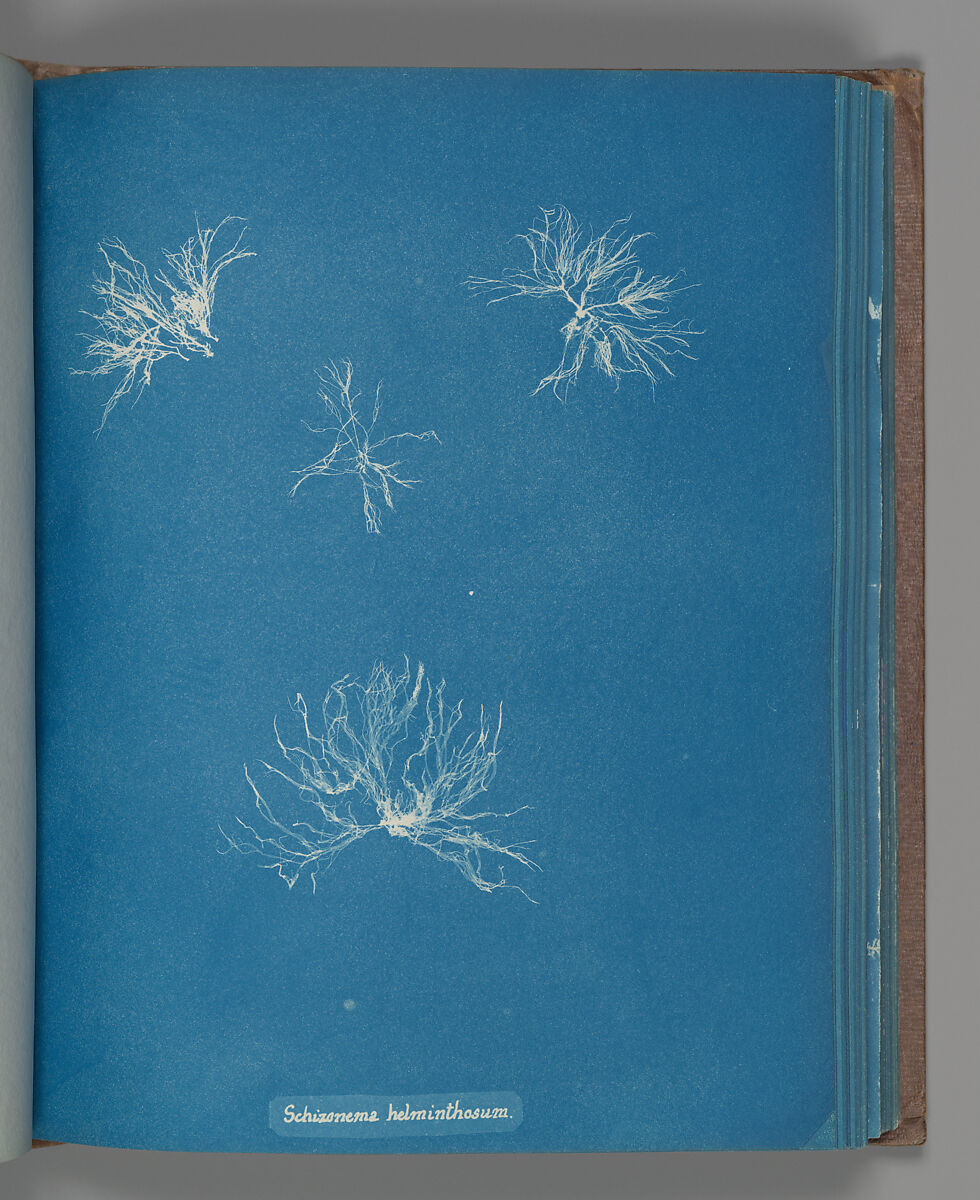 Schizonema helminthosum, Anna Atkins (British, 1799–1871), Cyanotype 