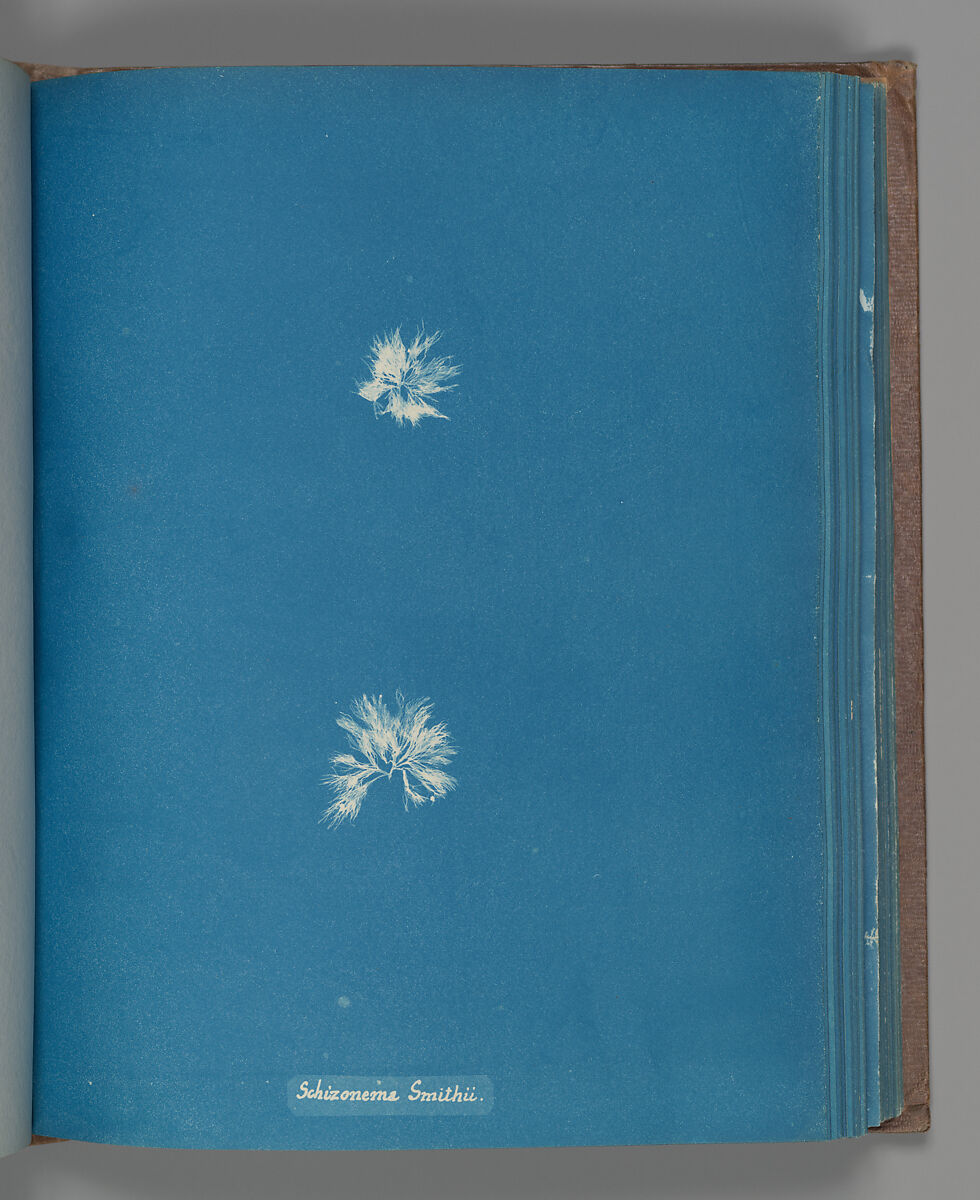 Schizonema Smithii, Anna Atkins (British, 1799–1871), Cyanotype 