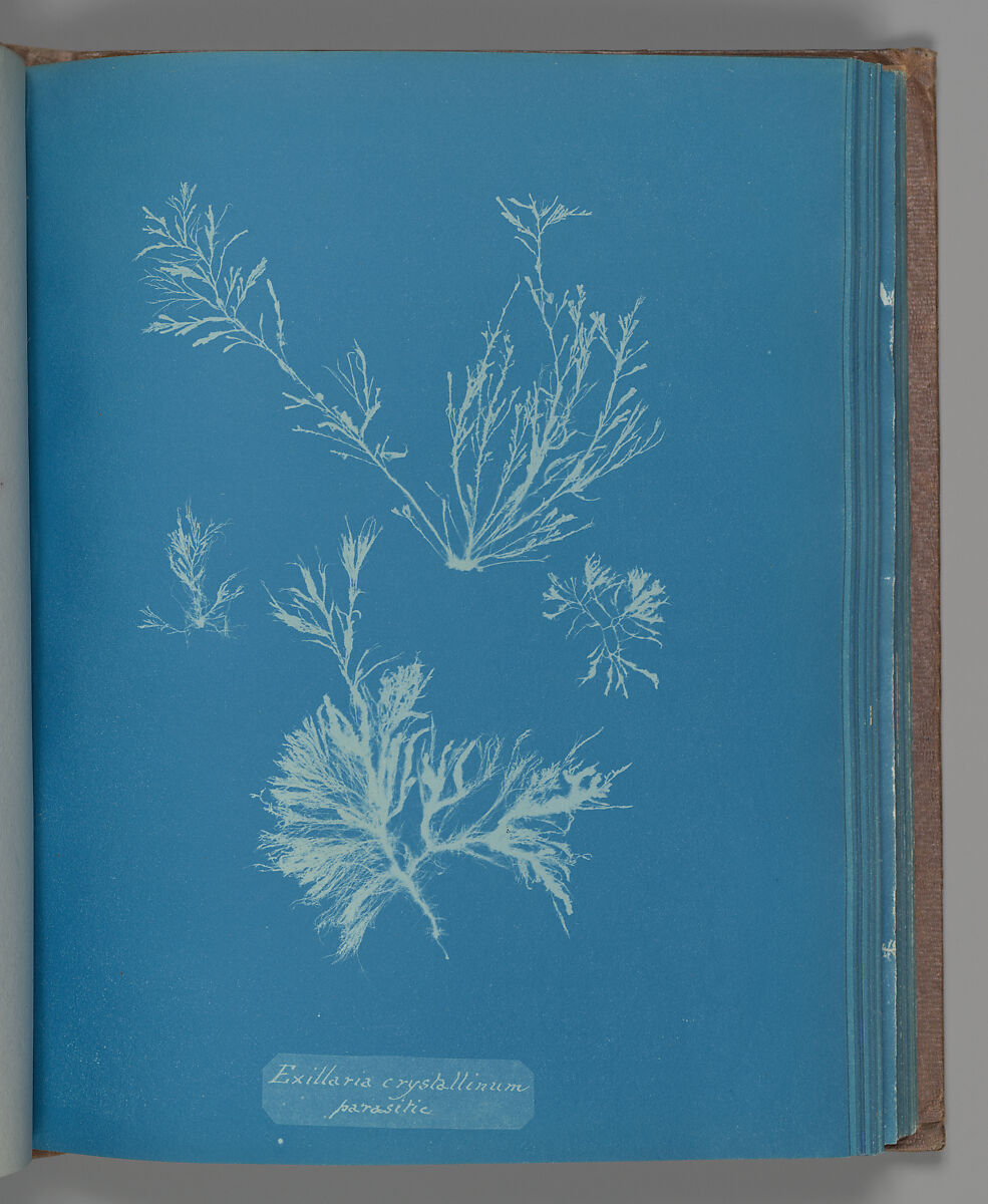 Exillaria crystallinum parasitic, Anna Atkins (British, 1799–1871), Cyanotype 