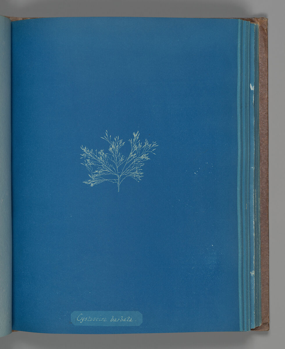 Cystoseira barbata, Anna Atkins (British, 1799–1871), Cyanotype 
