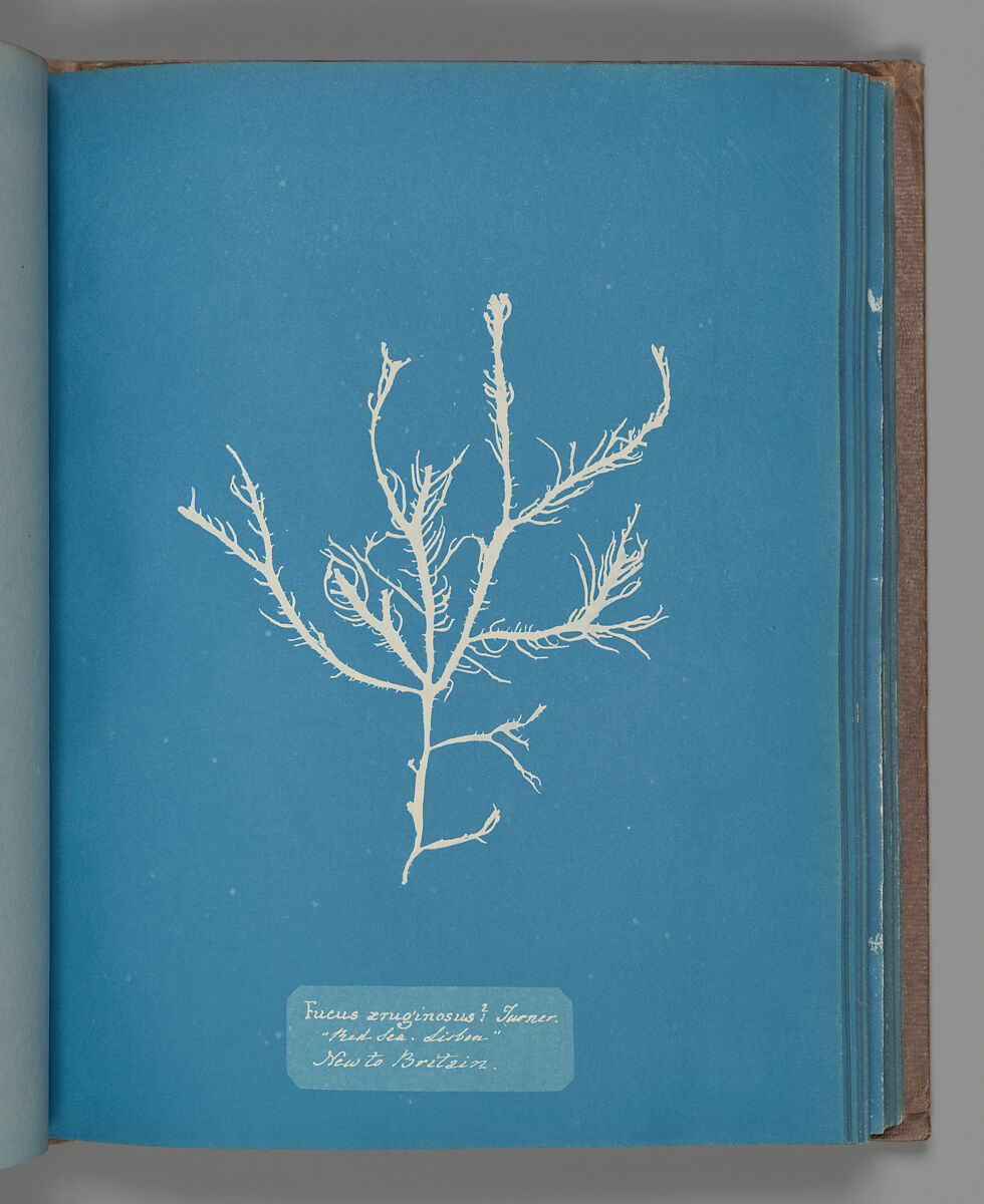 Fucus æruginosus Turner. "Med. Sea Sisbon" New to Britain., Anna Atkins (British, 1799–1871), Cyanotype 