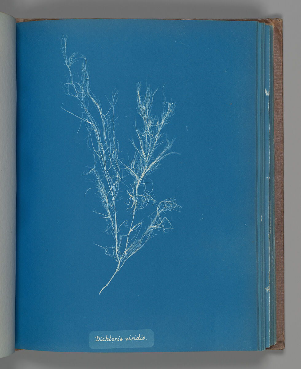 Dichloria viridis, Anna Atkins (British, 1799–1871), Cyanotype 