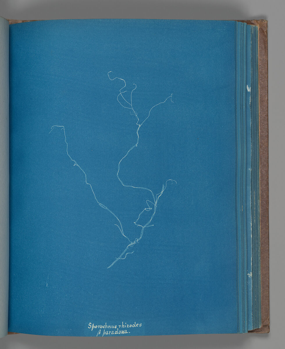 Sporochnius rhizodes ß paracloxa, Anna Atkins (British, 1799–1871), Cyanotype 