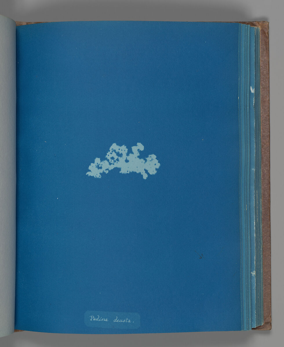 Padina deusta, Anna Atkins (British, 1799–1871), Cyanotype 