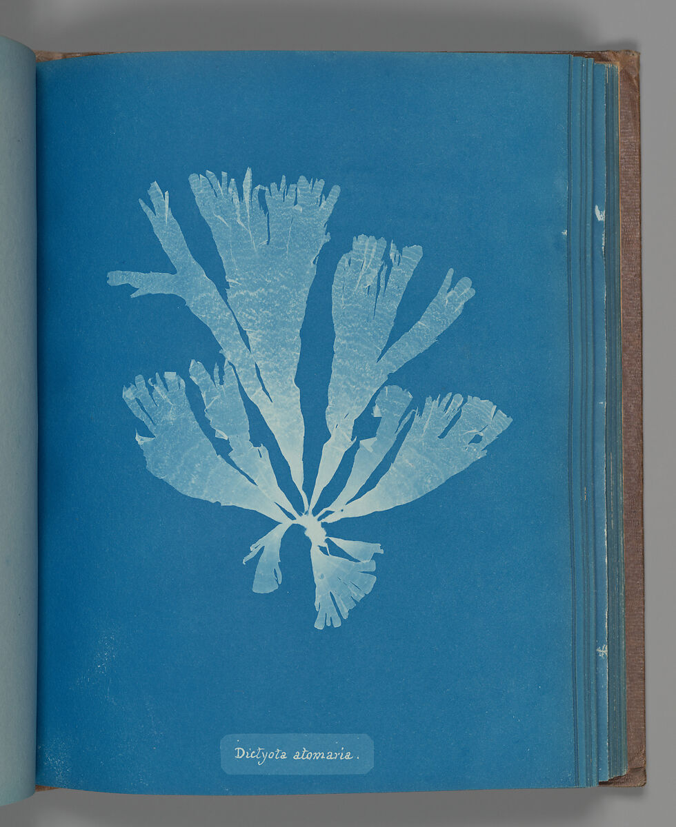 Dictyota atomaria, Anna Atkins (British, 1799–1871), Cyanotype 