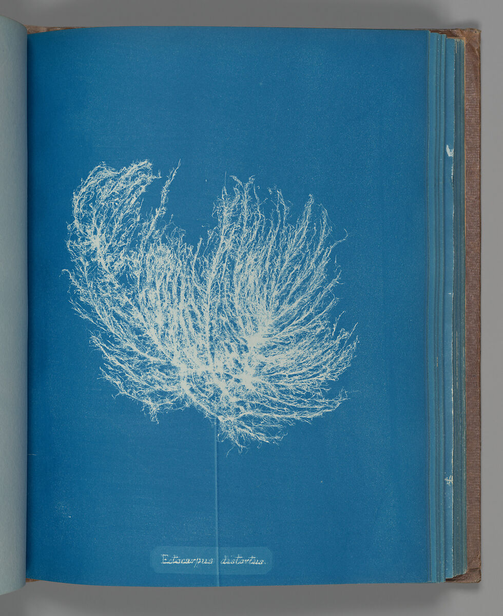Ectocarpus distantus, Anna Atkins (British, 1799–1871), Cyanotype 