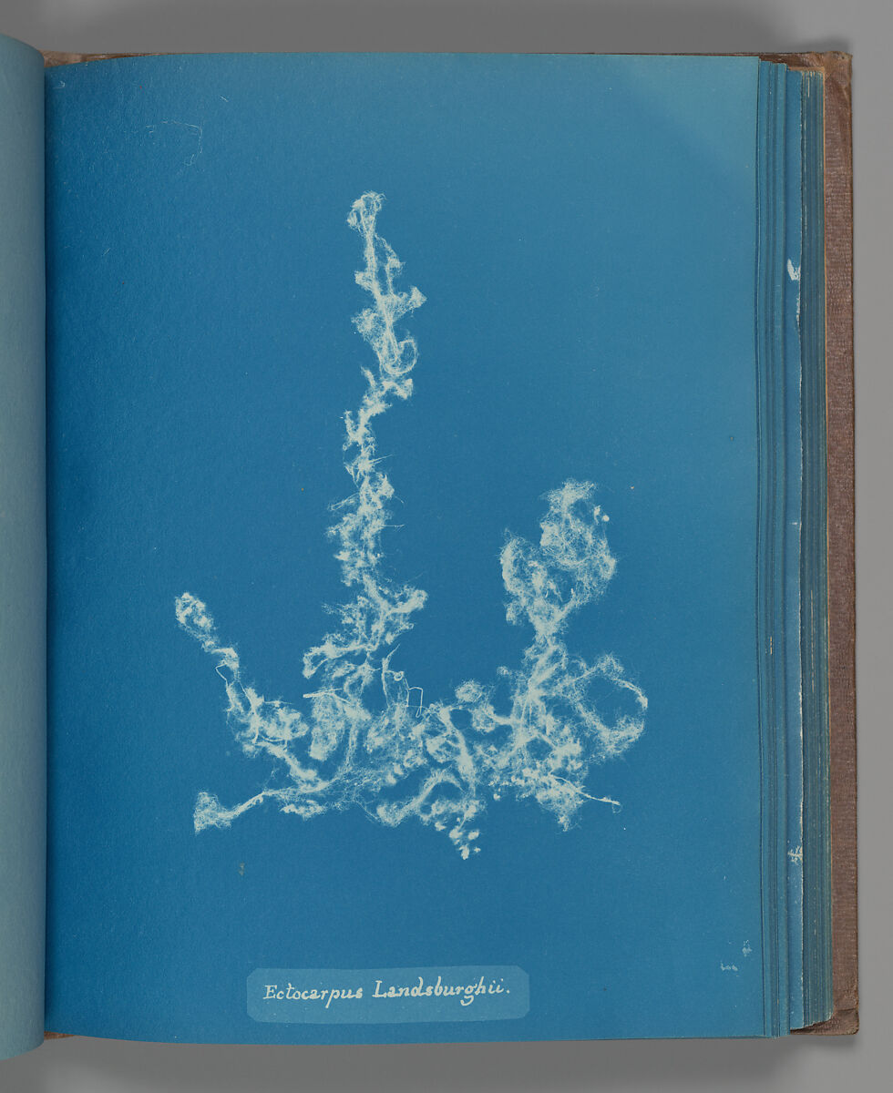 Ectocarpus Landsburghii, Anna Atkins (British, 1799–1871), Cyanotype 