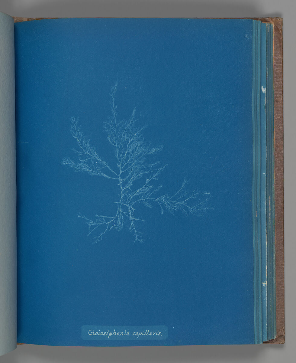 Gloisiphonia capillaris, Anna Atkins (British, 1799–1871), Cyanotype 