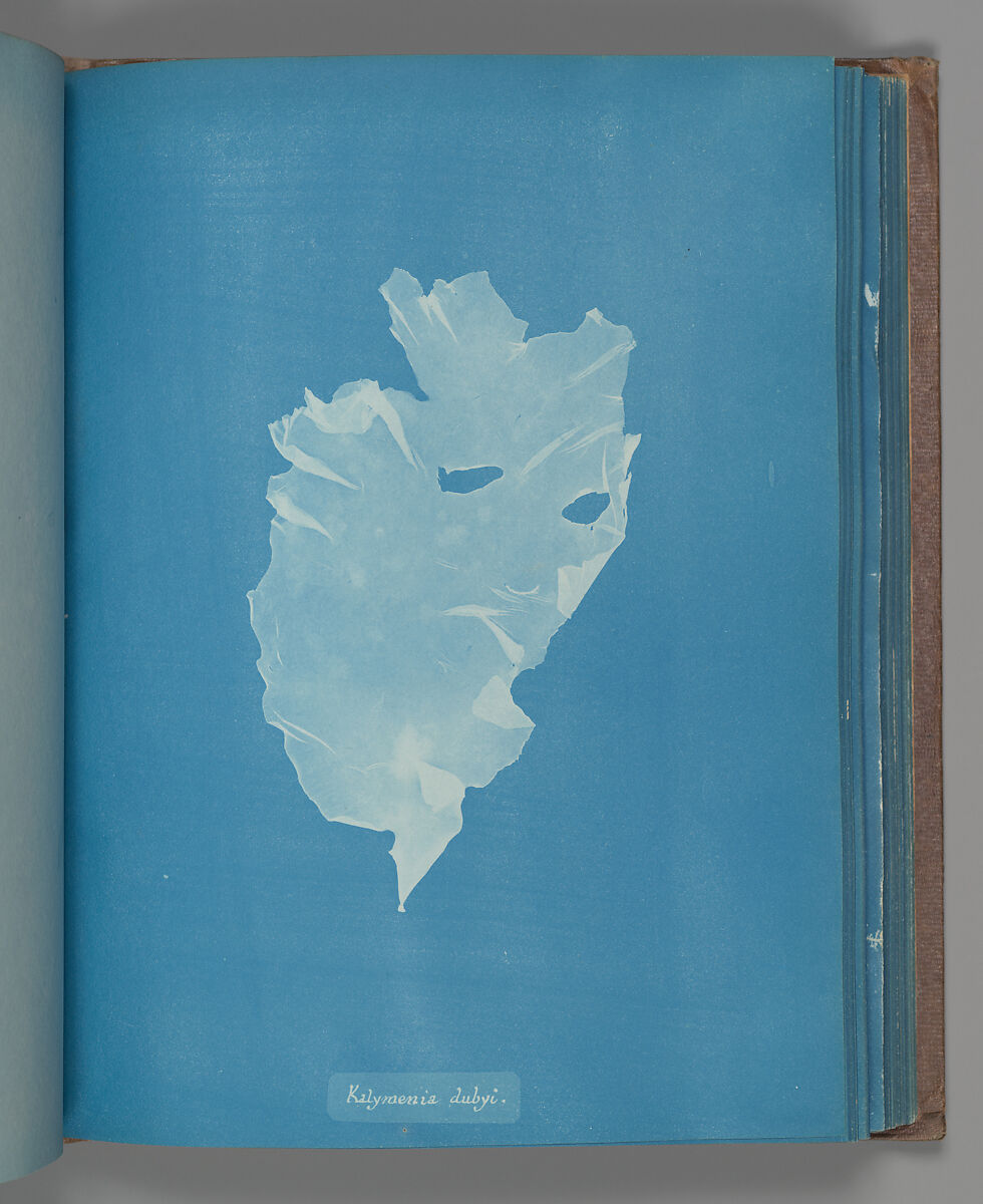 Kalymenia dubyi, Anna Atkins (British, 1799–1871), Cyanotype 