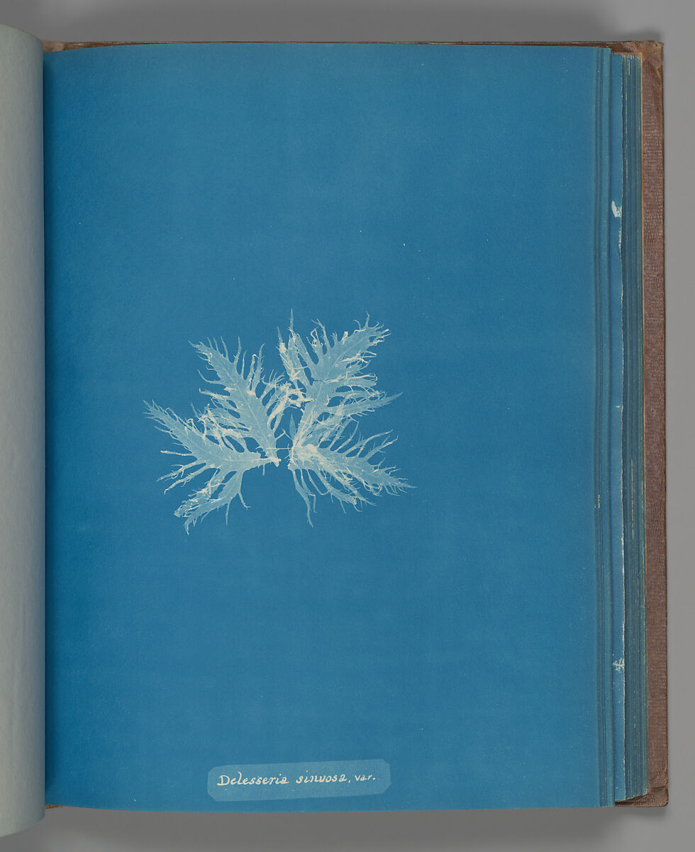 Delesseria sinvosa, var., Anna Atkins (British, 1799–1871), Cyanotype 