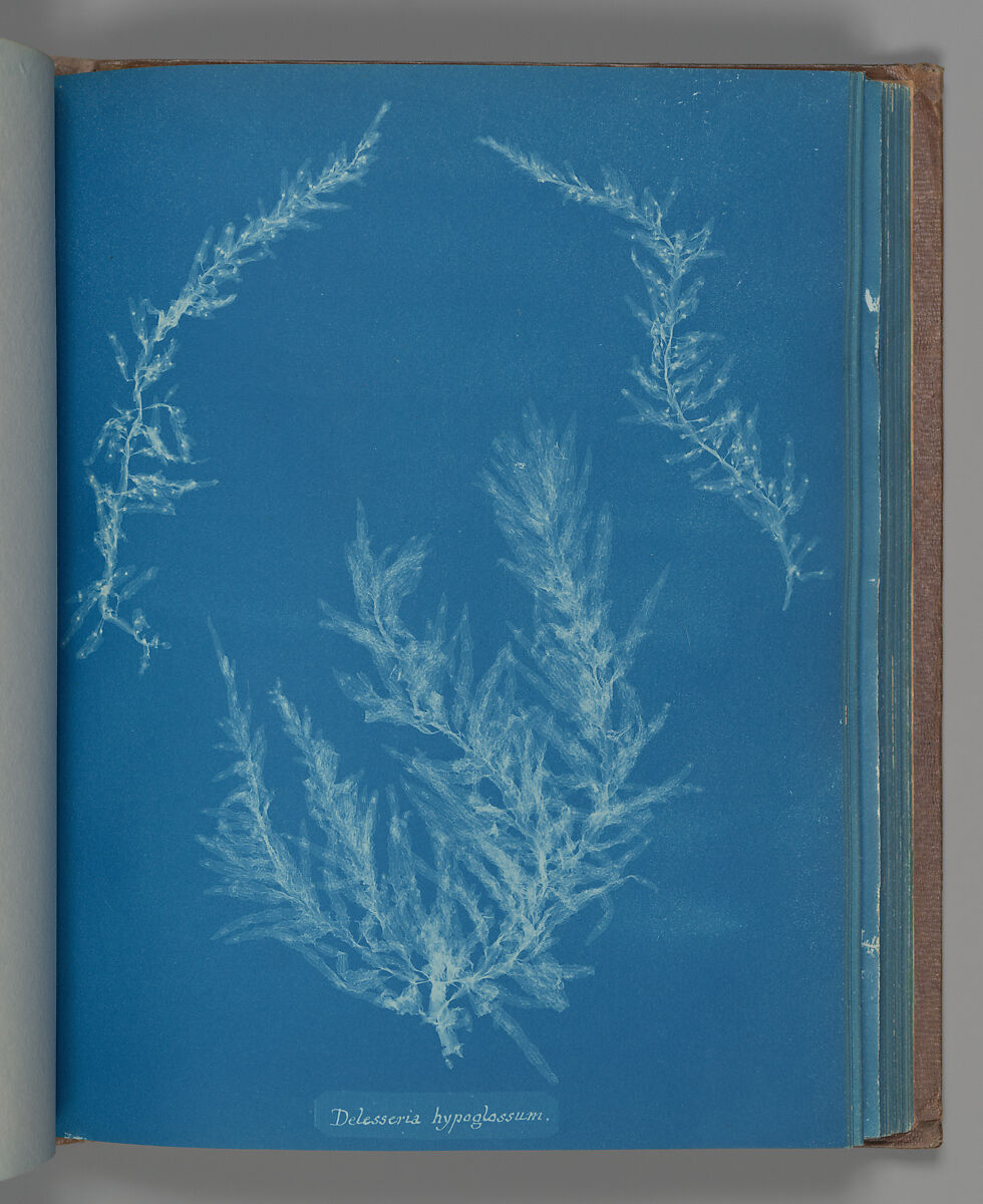 Delesseria hypoglassum, Anna Atkins (British, 1799–1871), Cyanotype 