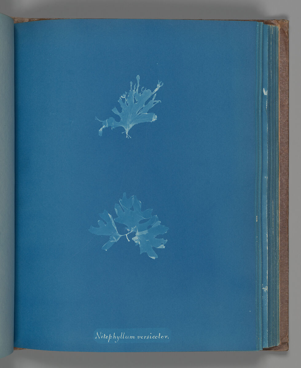 Nitophyllum versicolor, Anna Atkins (British, 1799–1871), Cyanotype 