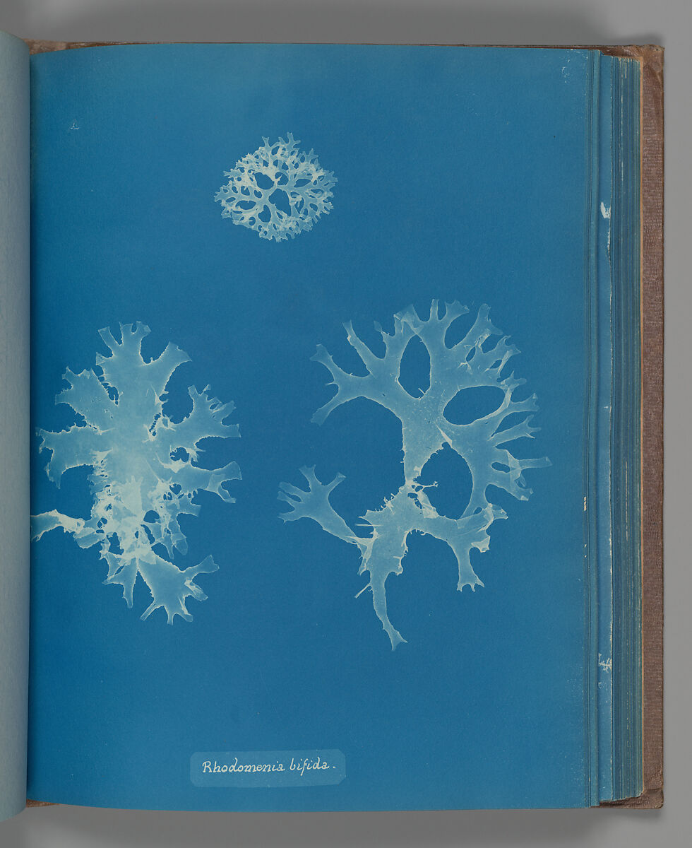 Rhodomenia bifida, Anna Atkins (British, 1799–1871), Cyanotype 