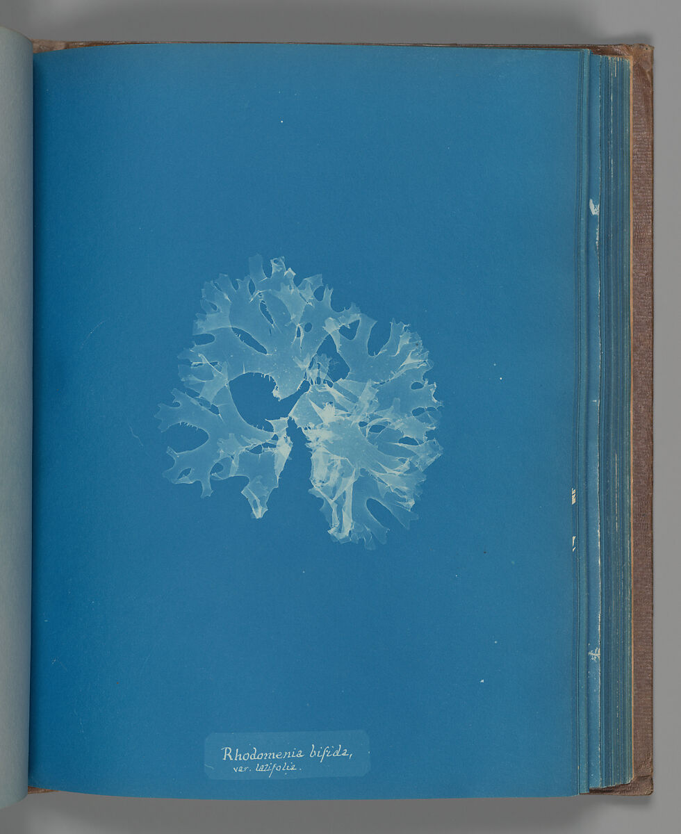 Rhodomenia bifida, var. latifolia, Anna Atkins (British, 1799–1871), Cyanotype 