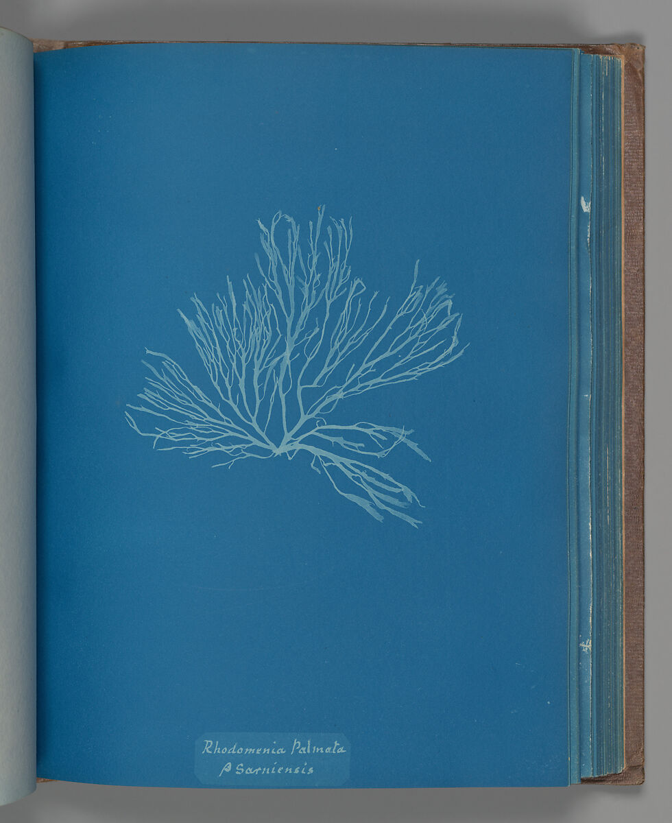 Rhodomenia Palmata ß Sarniensis, Anna Atkins (British, 1799–1871), Cyanotype 