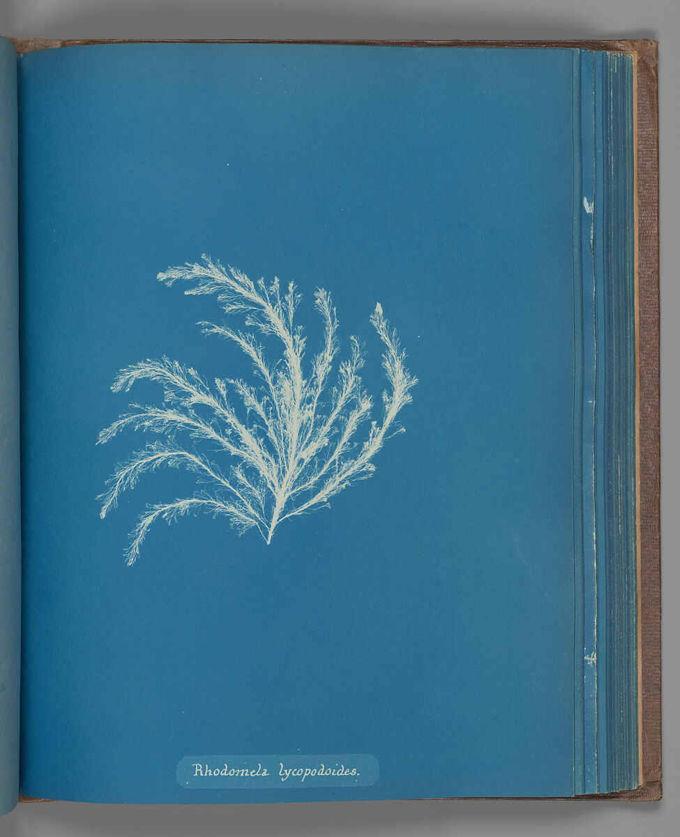 Rhodomela lycopodoides, Anna Atkins (British, 1799–1871), Cyanotype 
