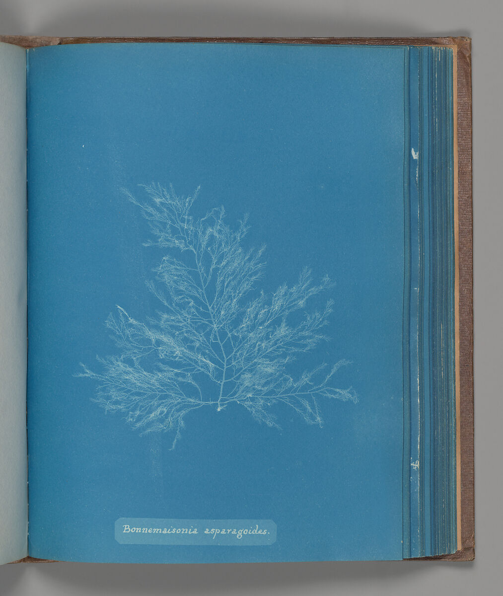 Bonnemaisonia asparagoides, Anna Atkins (British, 1799–1871), Cyanotype 