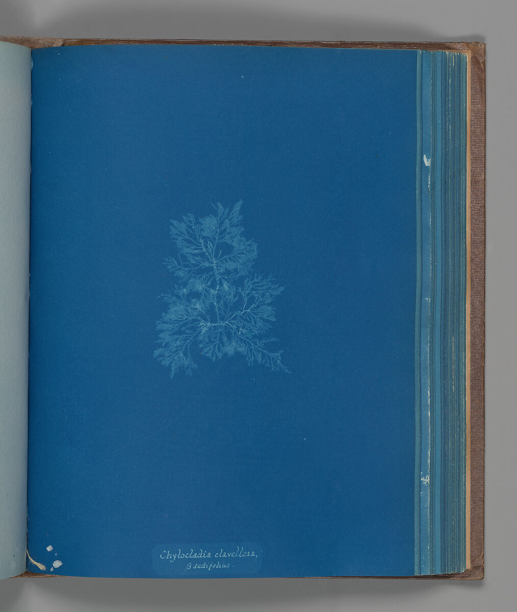 Chylocladia clavellosa, ß sedifolius, Anna Atkins (British, 1799–1871), Cyanotype 