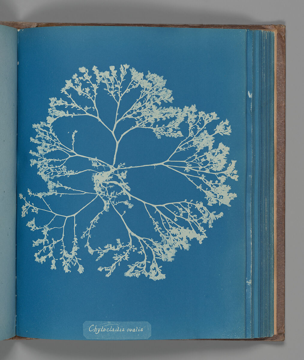 Chylocladia ovalis, Anna Atkins (British, 1799–1871), Cyanotype 