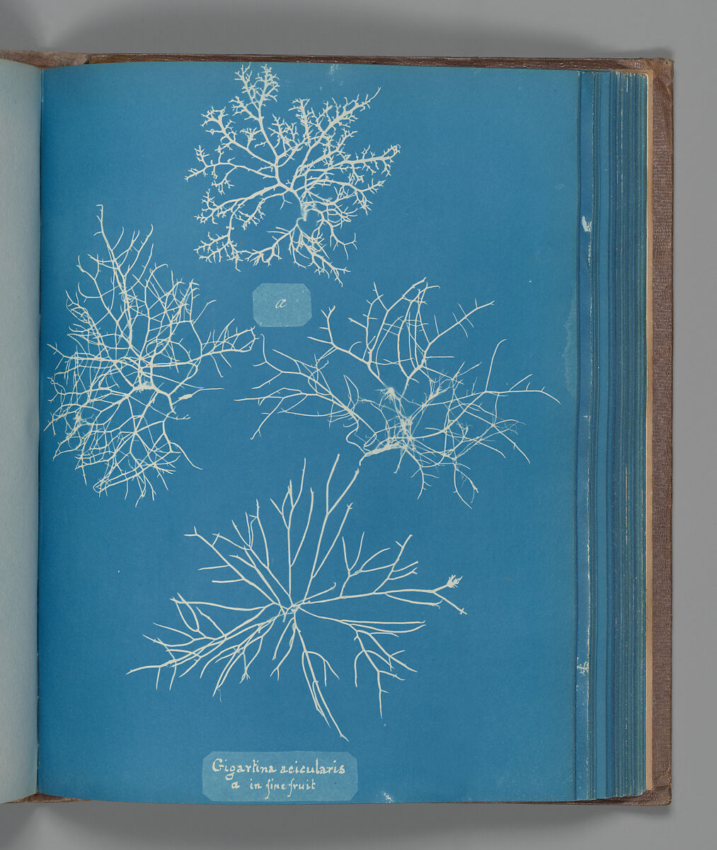Gigartina acicularis, a in fine fruit, Anna Atkins (British, 1799–1871), Cyanotype 