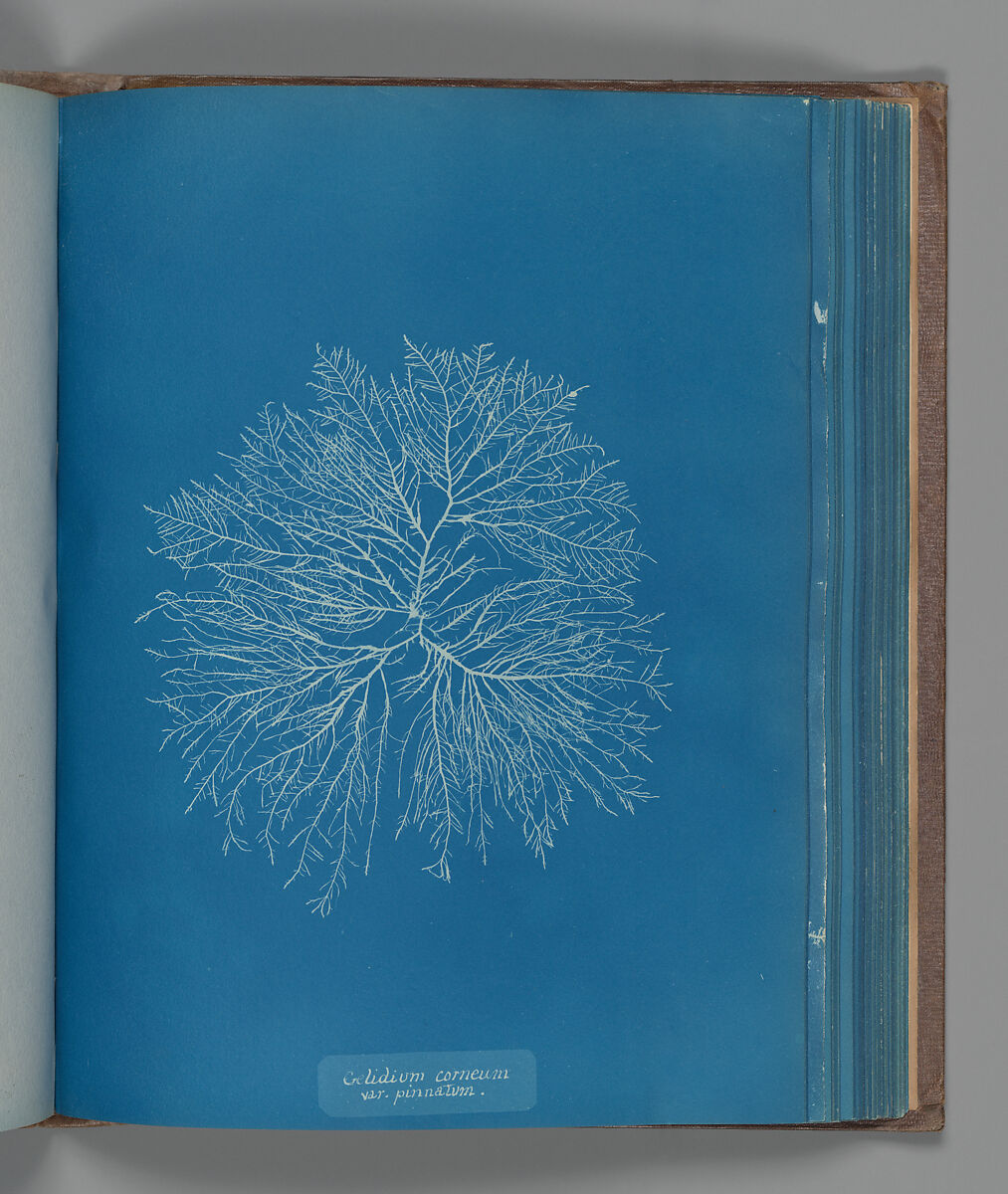 Gelidium corneum, var. pinnatum, Anna Atkins (British, 1799–1871), Cyanotype 