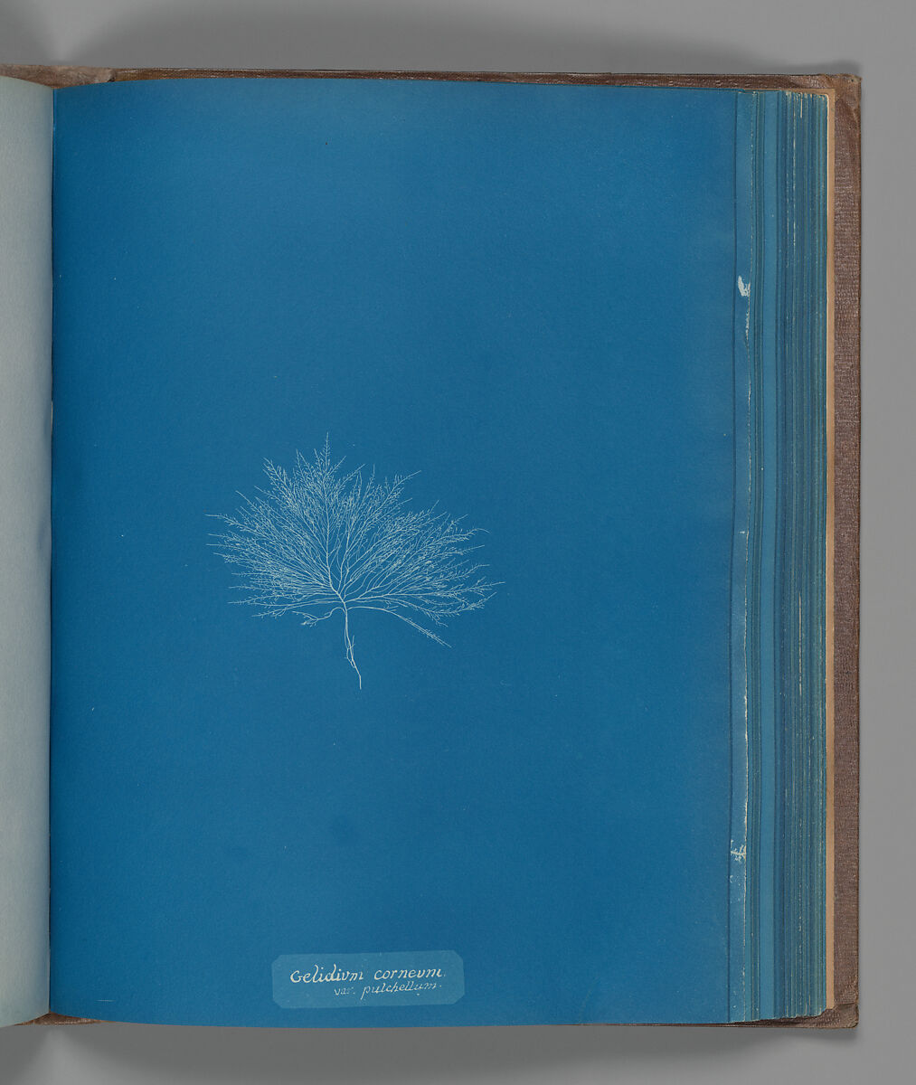 Gelidium corneum, var. pulchellum, Anna Atkins (British, 1799–1871), Cyanotype 