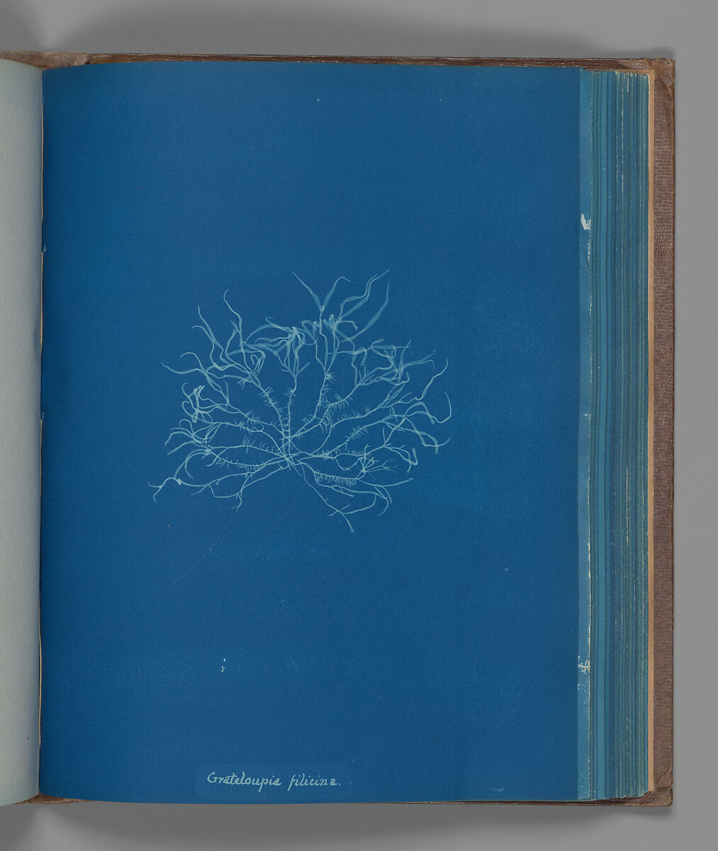 Grateloupia filicina, Anna Atkins (British, 1799–1871), Cyanotype 