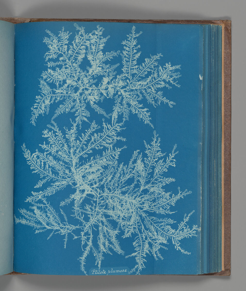 Ptilota plumosa, Anna Atkins (British, 1799–1871), Cyanotype 