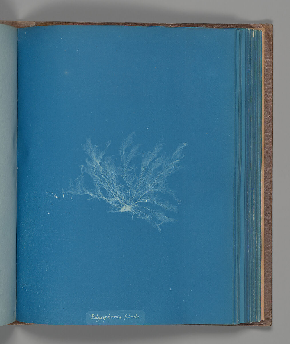 Polysiphonia fibrata, Anna Atkins (British, 1799–1871), Cyanotype 