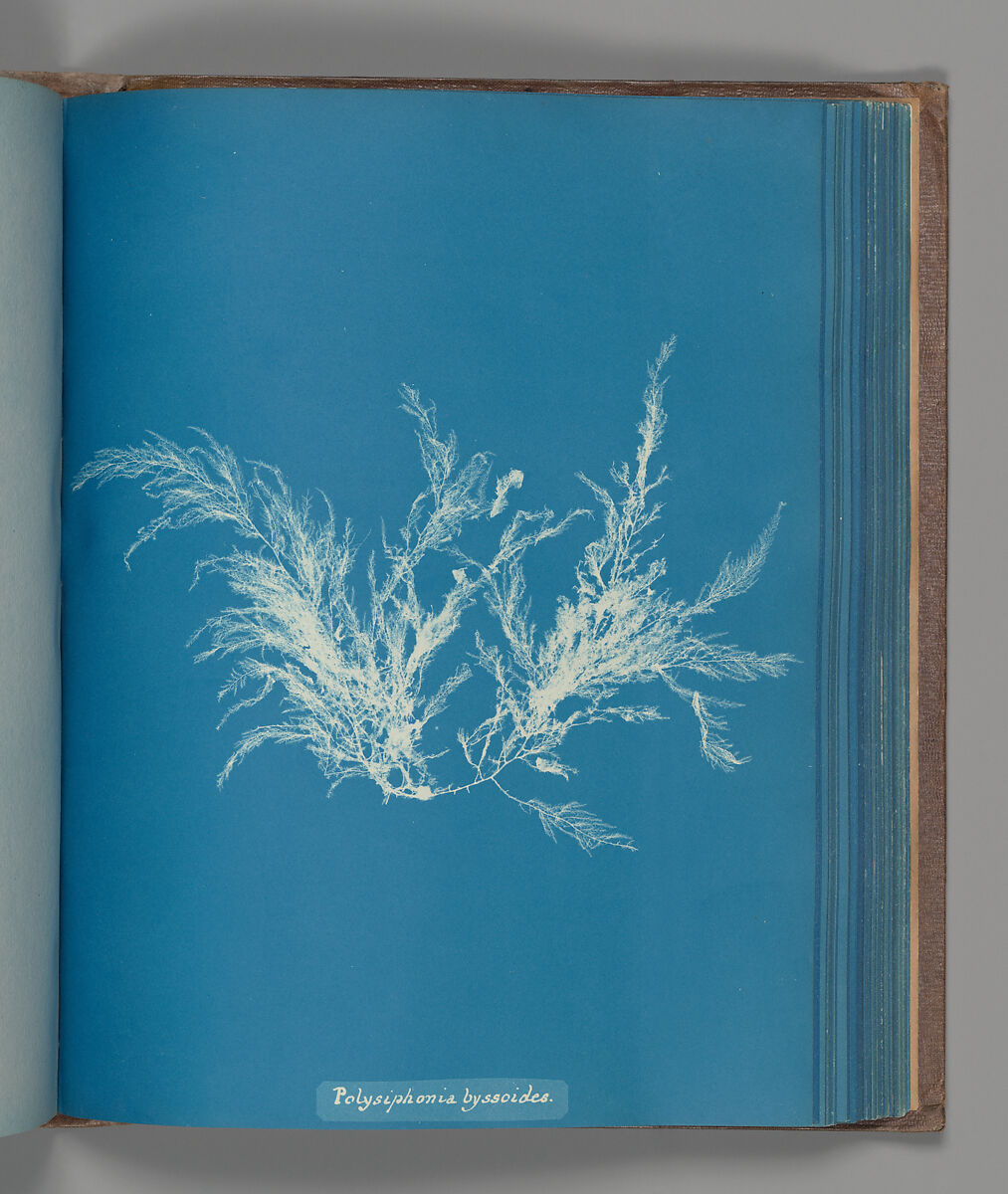 Polysiphonia byssoides, Anna Atkins (British, 1799–1871), Cyanotype 
