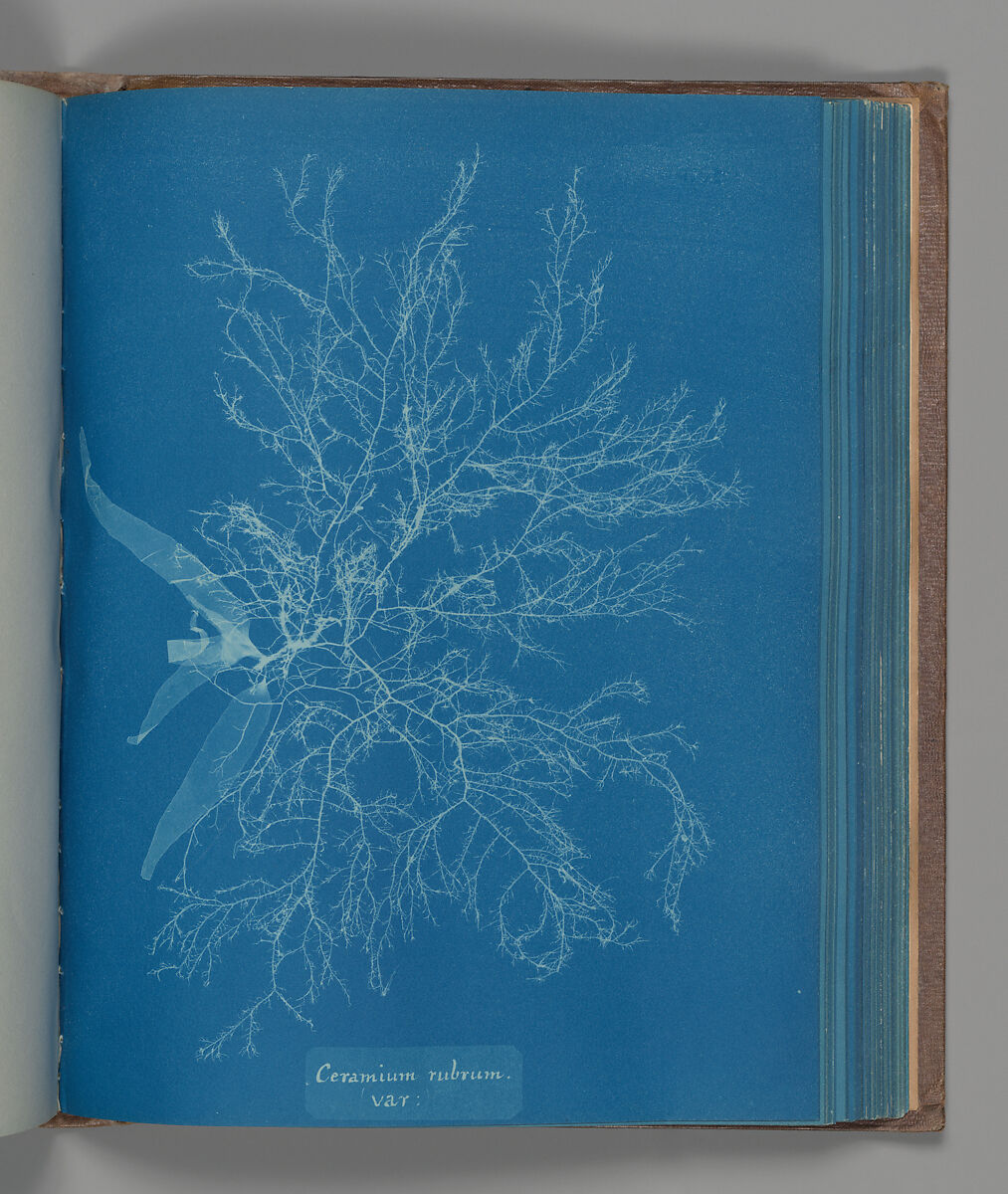 Ceramium rubrum, var., Anna Atkins (British, 1799–1871), Cyanotype 