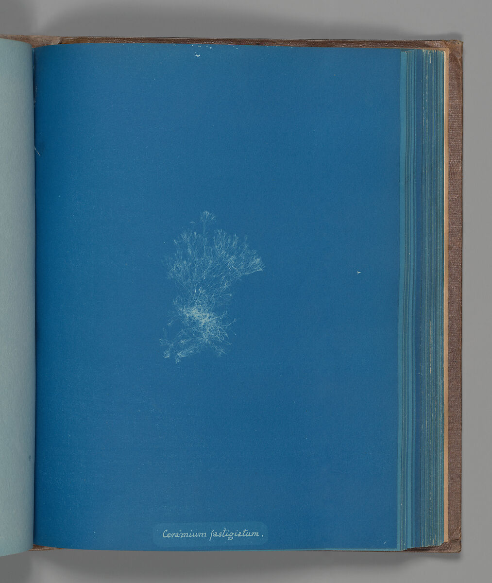 Ceramium fastigiatum, Anna Atkins (British, 1799–1871), Cyanotype 