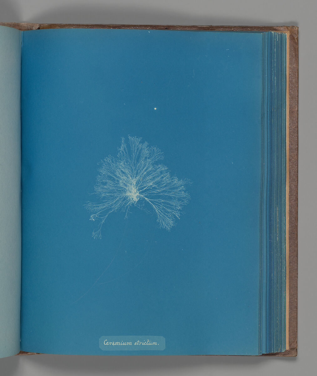 Ceramium strictum, Anna Atkins (British, 1799–1871), Cyanotype 