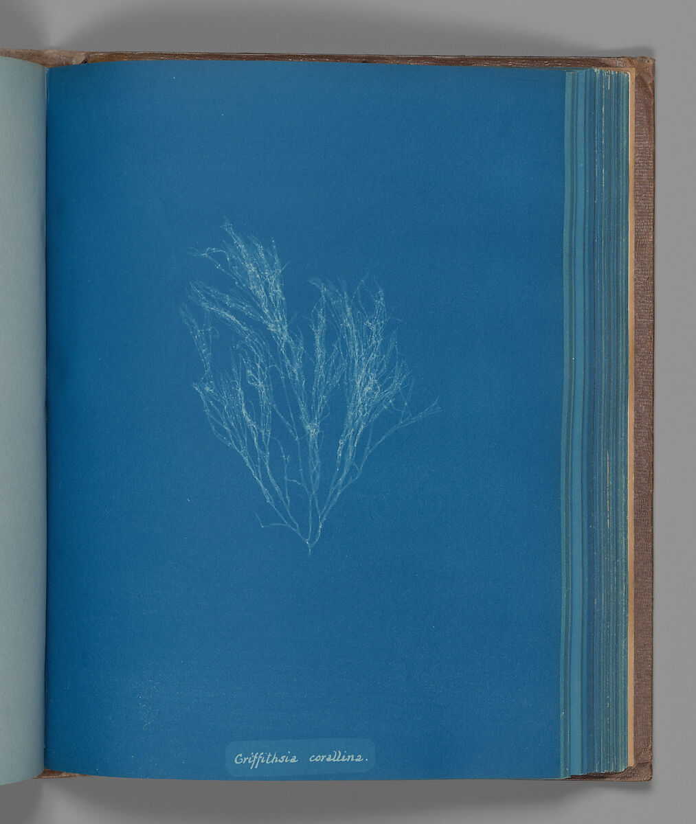 Griffithsia corallina, Anna Atkins (British, 1799–1871), Cyanotype 