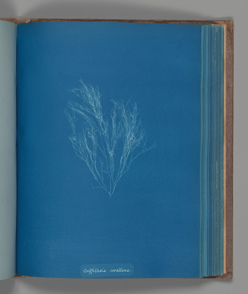 Anna Atkins | Griffithsia corallina | The Metropolitan Museum of Art