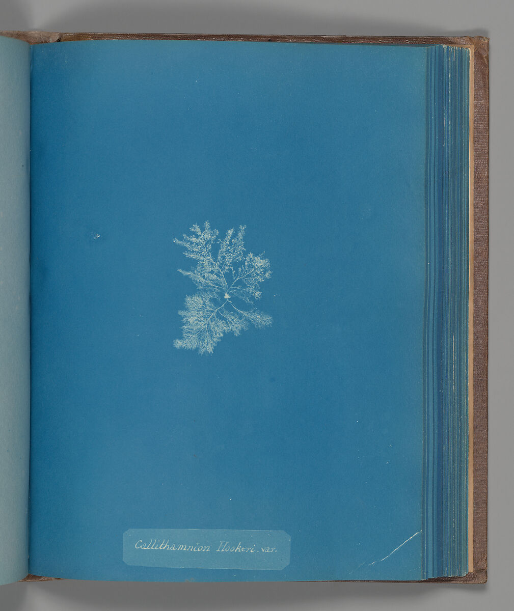 Callithamnion Hookeri, var., Anna Atkins (British, 1799–1871), Cyanotype 