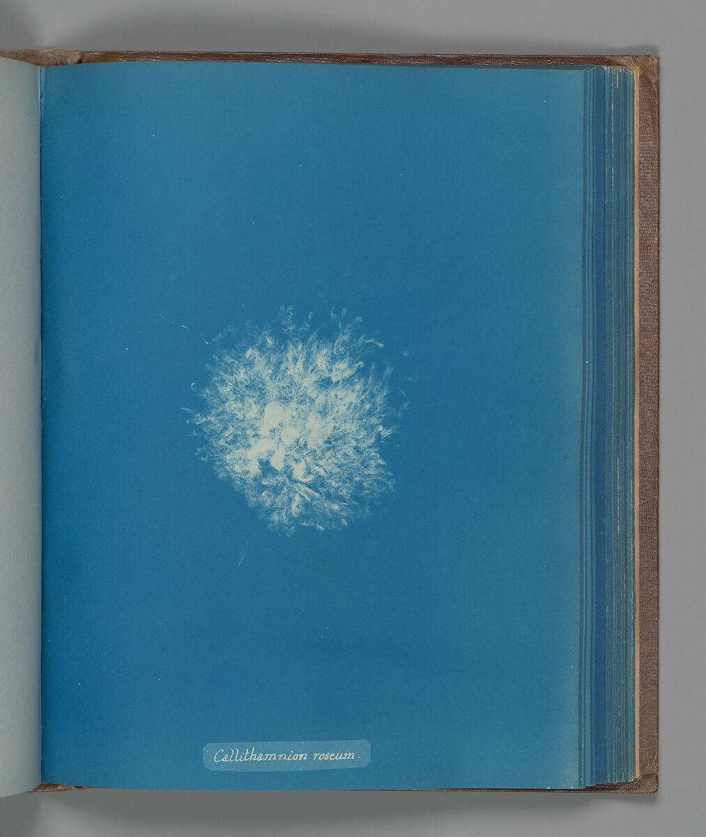 Callithamnion roseum, Anna Atkins (British, 1799–1871), Cyanotype 