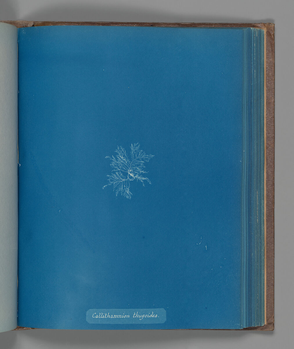Callithamnion thuyoides, Anna Atkins (British, 1799–1871), Cyanotype 
