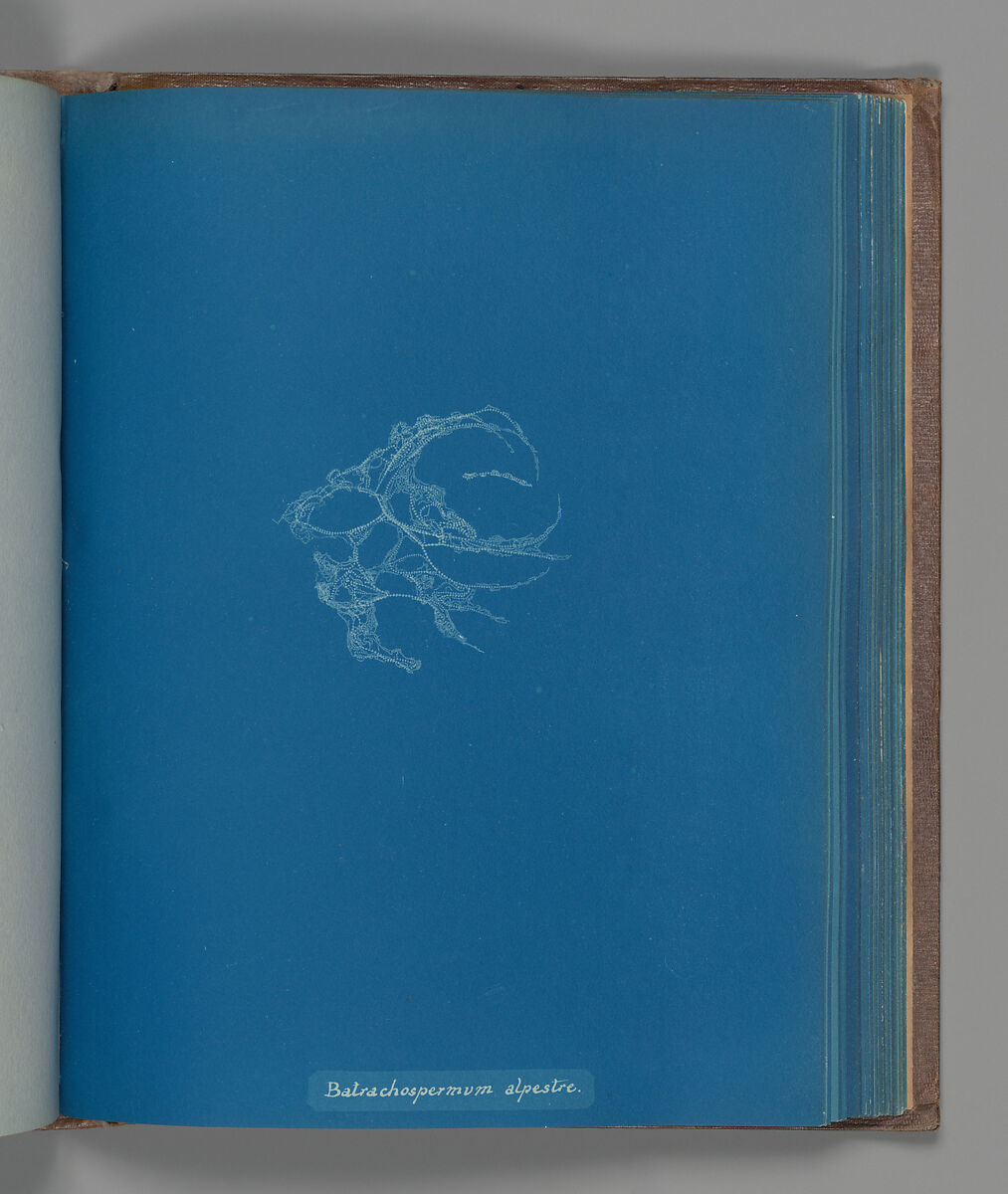 Batrachospermum alpestre, Anna Atkins (British, 1799–1871), Cyanotype 