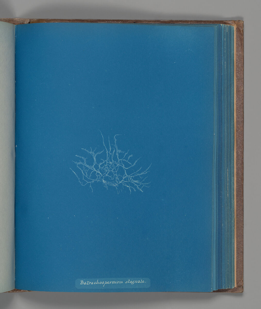 Batrachospermum stagnale, Anna Atkins (British, 1799–1871), Cyanotype 