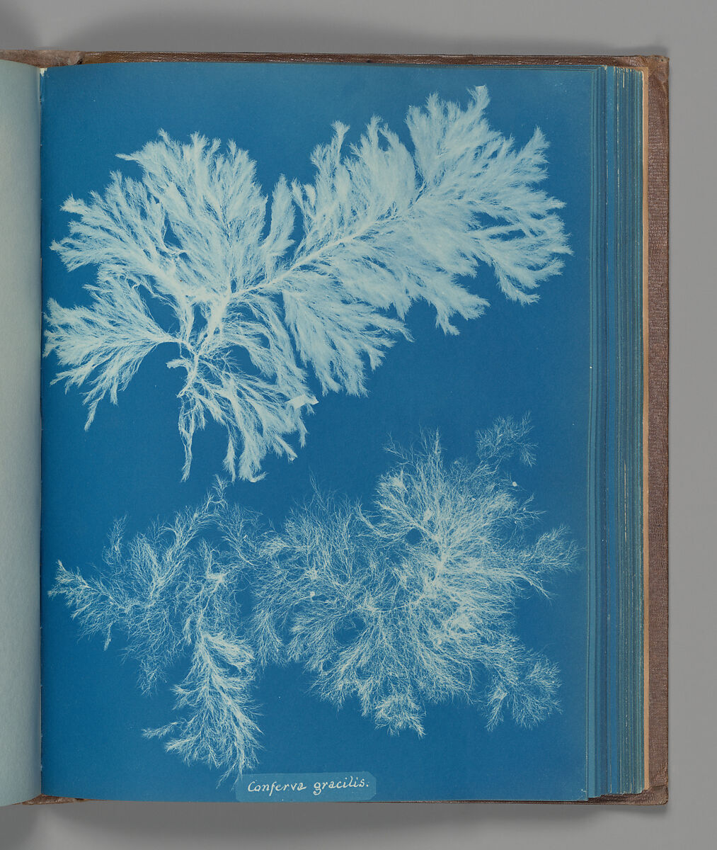Conferva gracilis, Anna Atkins (British, 1799–1871), Cyanotype 
