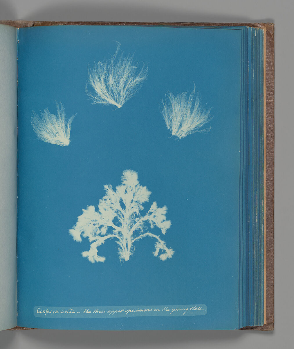 Confera arcta - the three upper specimens in the young state, Anna Atkins (British, 1799–1871), Cyanotype 