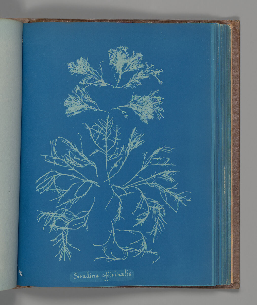 Corallina officinalis, Anna Atkins (British, 1799–1871), Cyanotype 