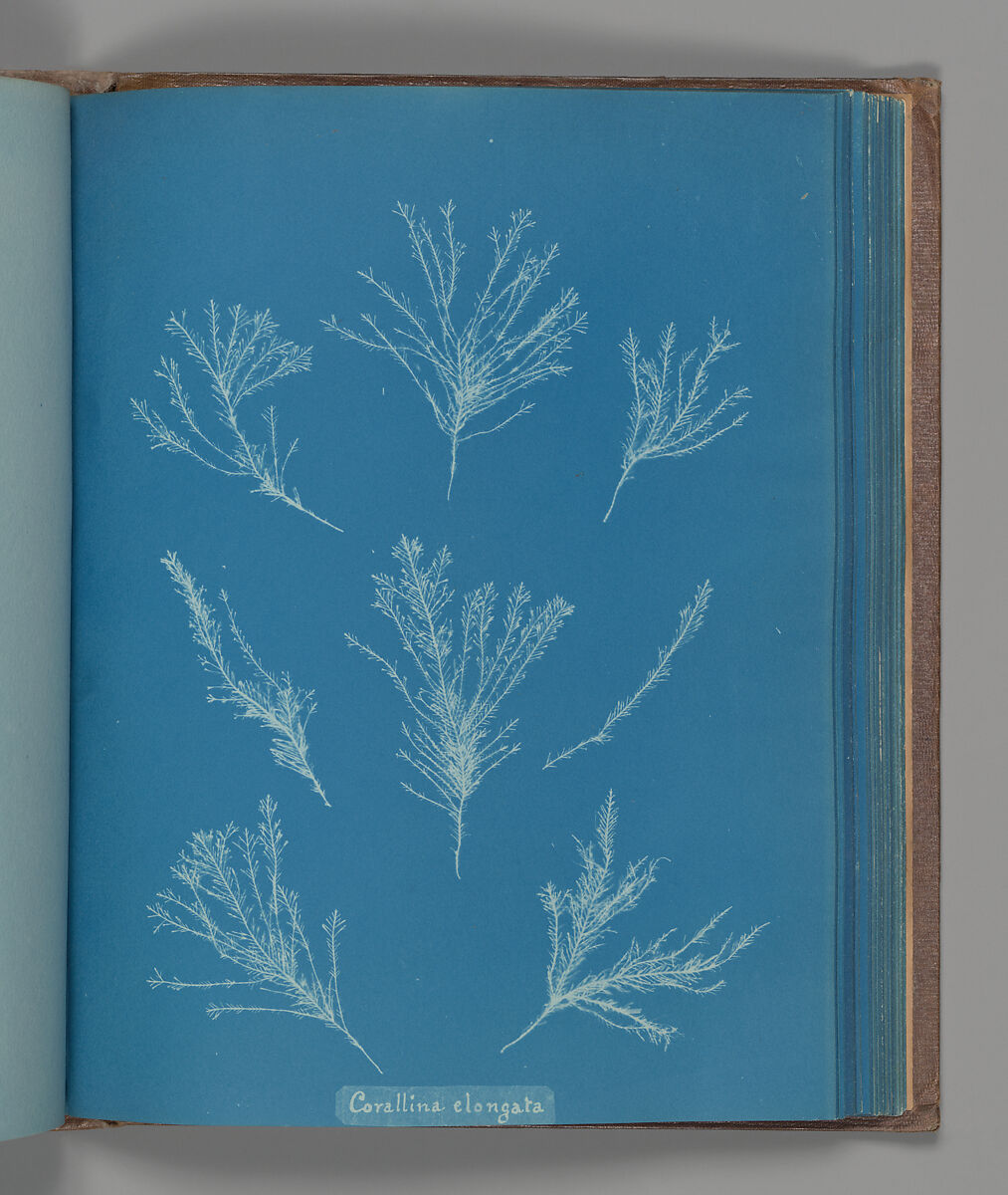 Corallina elongata, Anna Atkins (British, 1799–1871), Cyanotype 