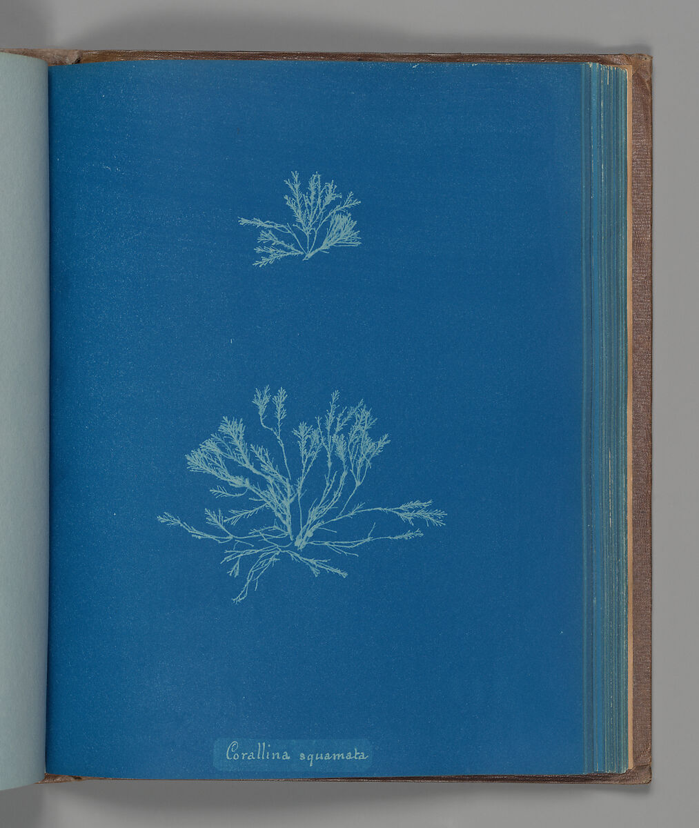 Corallina squamata, Anna Atkins (British, 1799–1871), Cyanotype 